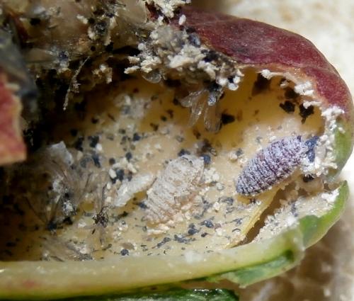 Leucopis palumbi
